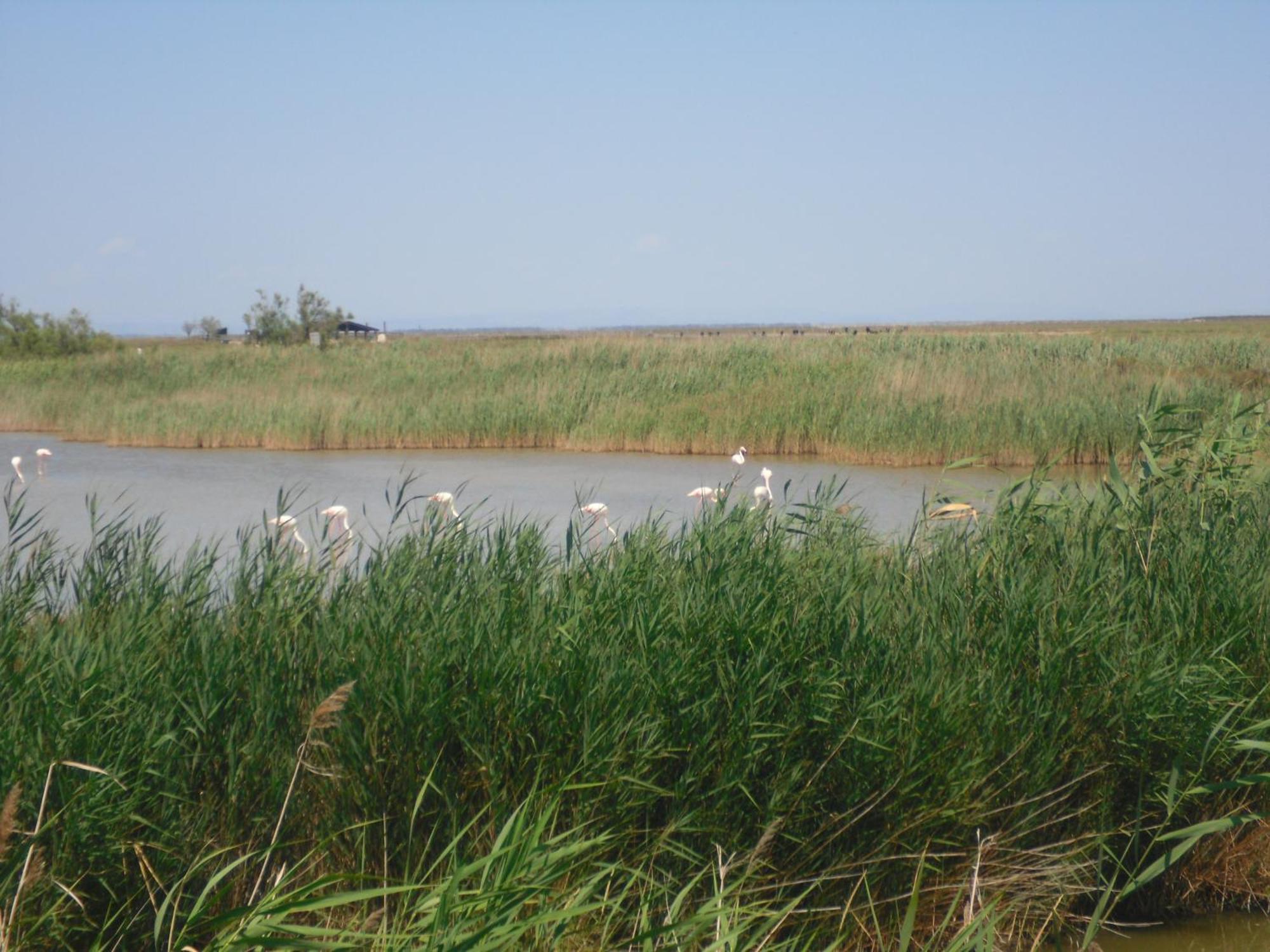 Chambre Les Flamants, Avec Vue Imprenable Sur Les Etangs, Les Oiseaux, La Nature, Petit Dejeuner Compris Saintes-Maries-de-la-Mer Bagian luar foto